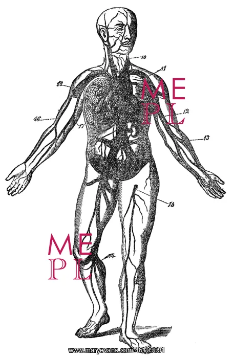 : Blood circulation, schematic image, 1902 : Blood circulation, schematic image, 1902