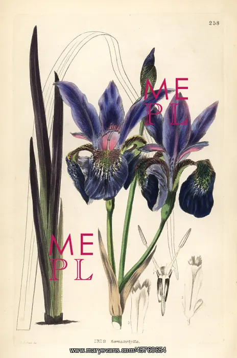 : Blood iris, Iris sanguinea : Blood iris, Iris sanguinea
