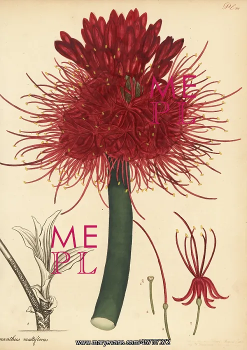 : Blood lily, Scadoxus multiflorus : Blood lily, Scadoxus multiflorus