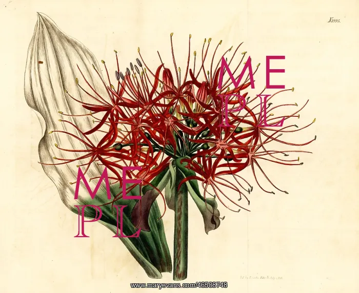 : Blood lily, Scadoxus multiflorus : Blood lily, Scadoxus multiflorus