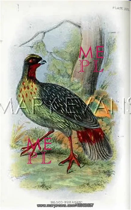: BLOOD-PHEASANT : BLOOD-PHEASANT