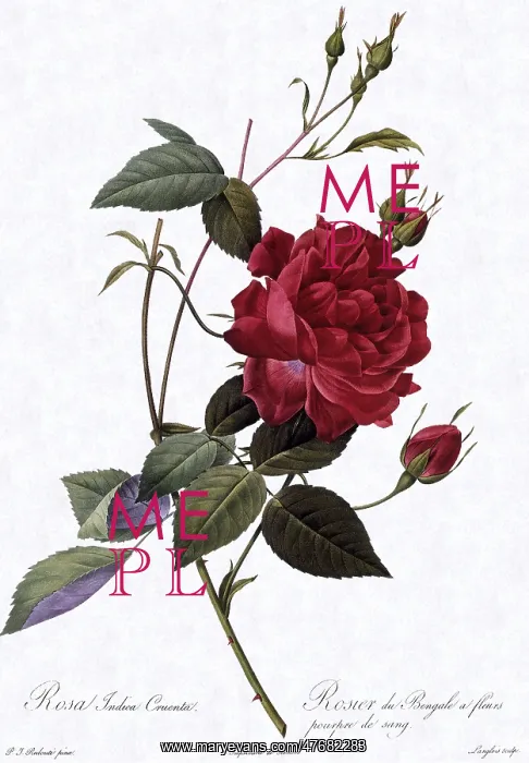 : Blood-Red China Rose : Blood-Red China Rose