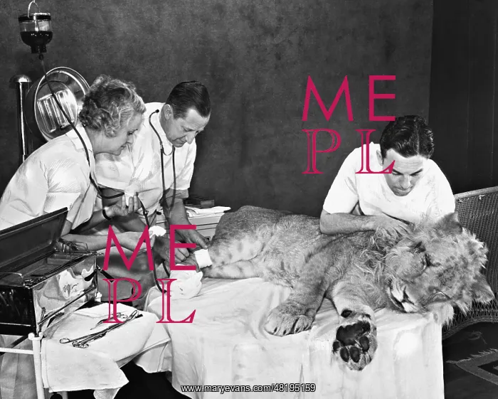 : Blood transfusion to a lion, 1935 : Blood transfusion to a lion, 1935