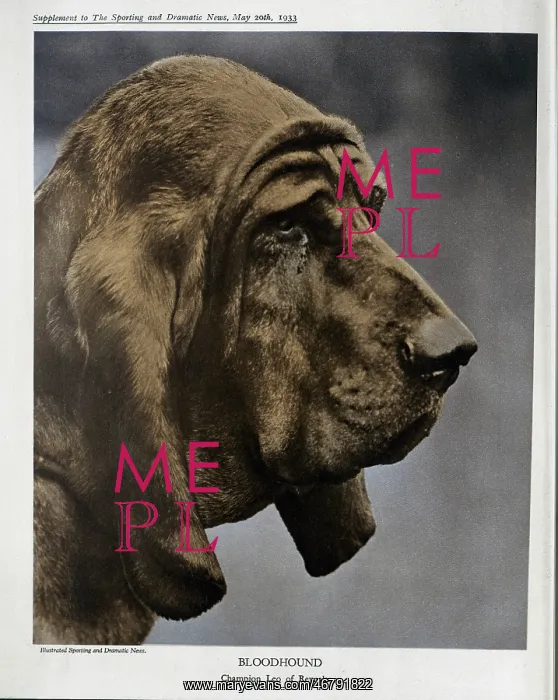 : Bloodhound : Bloodhound