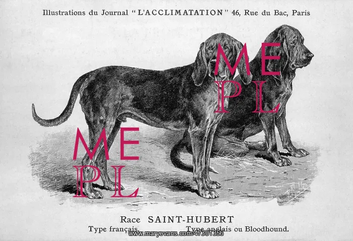 : Bloodhound Dog : Bloodhound Dog