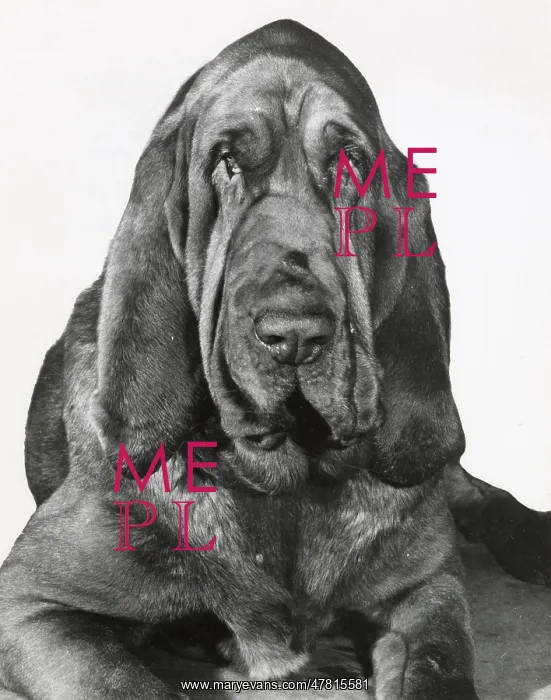  : Bloodhound dog