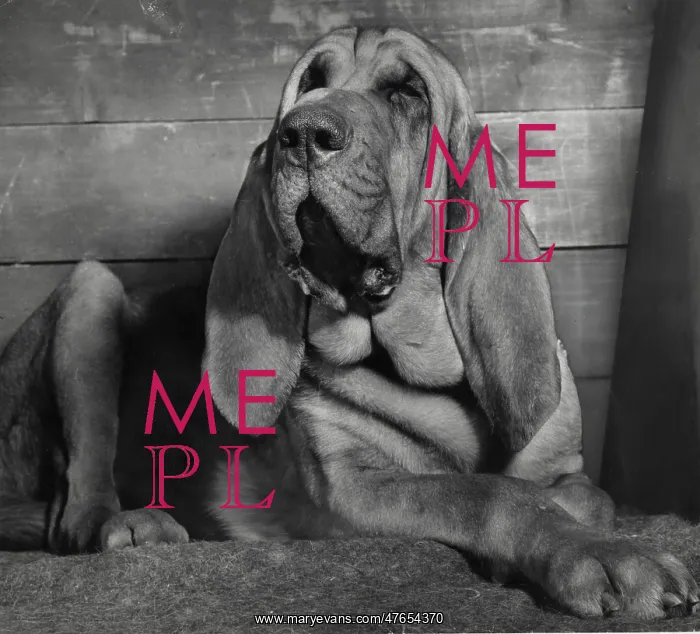 : Bloodhound looking sleepy : Bloodhound looking sleepy