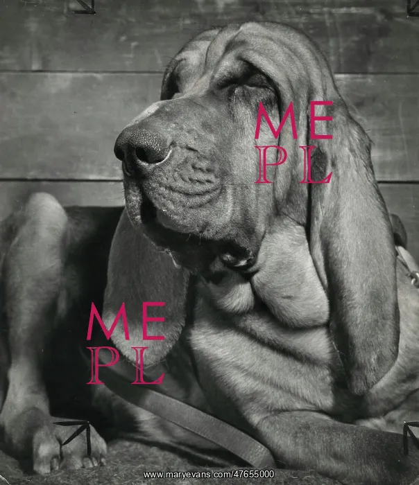 : Bloodhound looking sleepy : Bloodhound looking sleepy