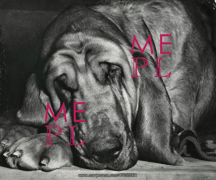 : Bloodhound looking sleepy : Bloodhound looking sleepy