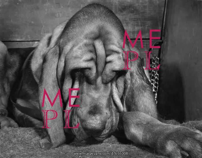 : Bloodhound looking sleepy : Bloodhound looking sleepy