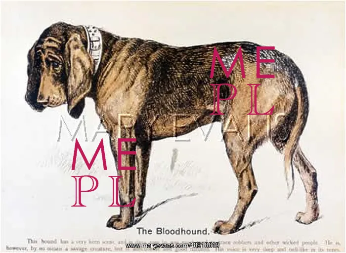 : BLOODHOUND (OUR DOGS) : BLOODHOUND (OUR DOGS)