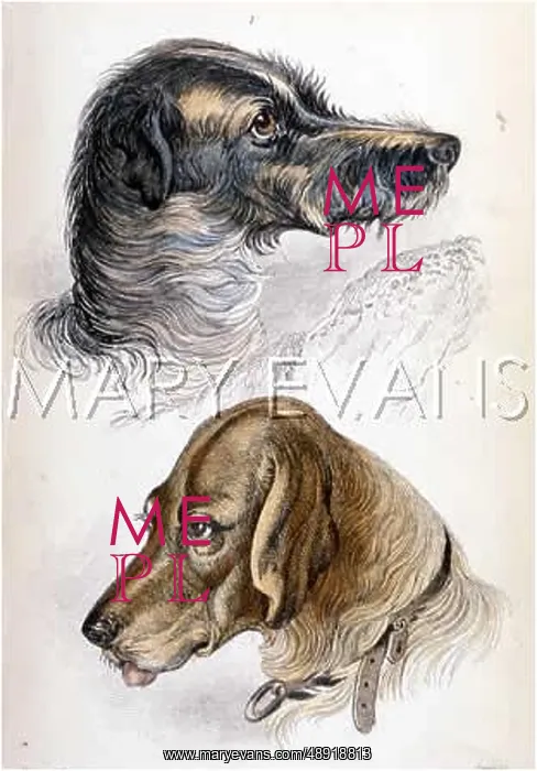  : BLOODHOUND (STEWART)