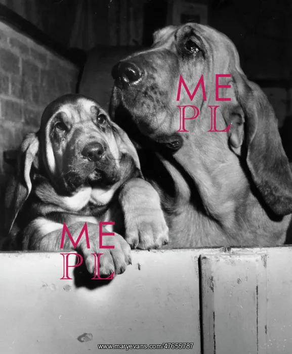  : Two bloodhounds