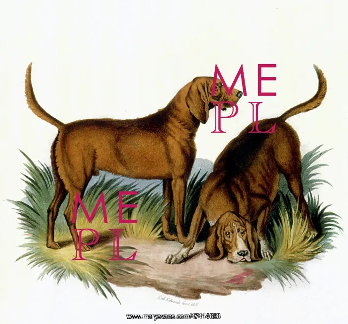 : BLOODHOUNDS / ASTLE : BLOODHOUNDS / ASTLE