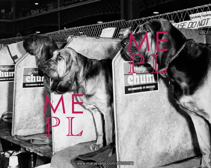 : Bloodhounds in compartments at a dog show : Bloodhounds in compartments at a dog show