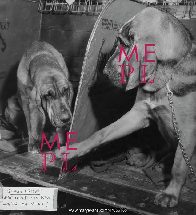 : Two bloodhounds at a dog show : Two bloodhounds at a dog show