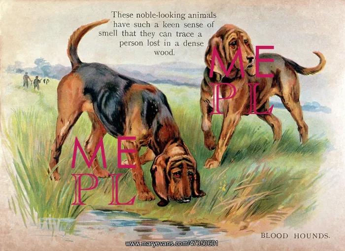  : TWO BLOODHOUNDS IN FIELD