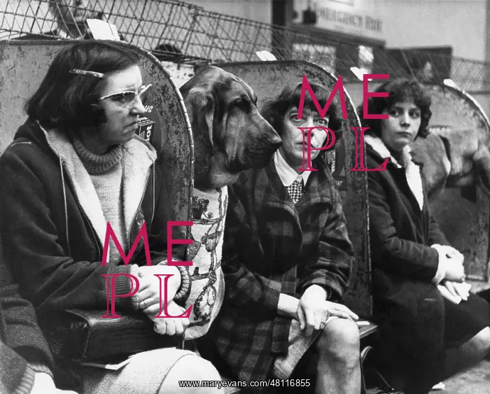 : Bloodhounds and owners at a dog show : Bloodhounds and owners at a dog show