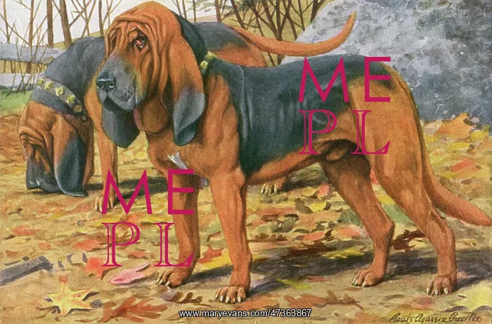 : TWO BLOODHOUNDS STANDING : TWO BLOODHOUNDS STANDING