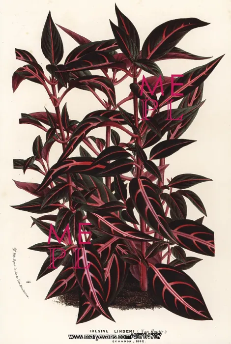 : Bloodleaf, Iresine lindenii : Bloodleaf, Iresine lindenii