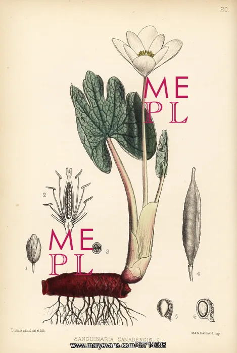  : Bloodroot or puccoon, Sanguinaria canadensis