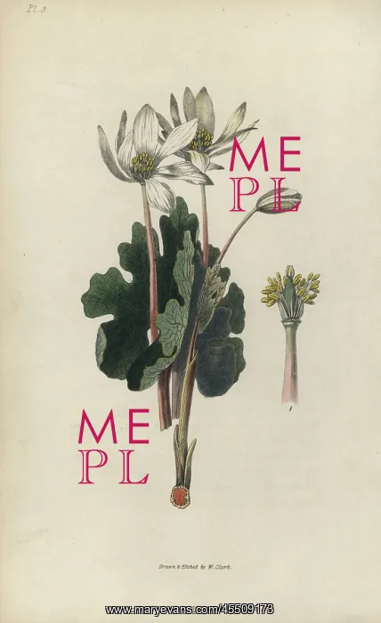: Bloodroot, Sanguinaria canadensis : Bloodroot, Sanguinaria canadensis
