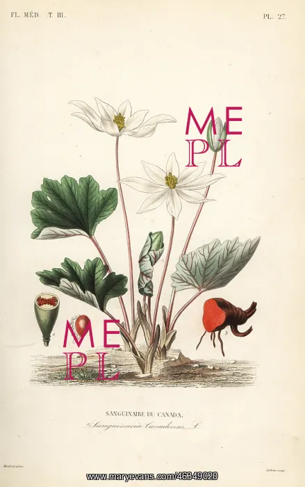 : Bloodroot, Sanguinaria canadensis : Bloodroot, Sanguinaria canadensis