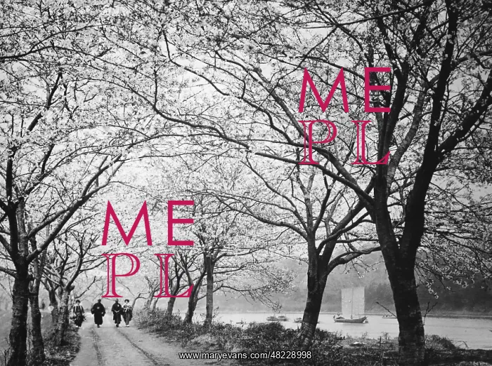: Blooming cherry trees in Japan, 1935 : Blooming cherry trees in Japan, 1935