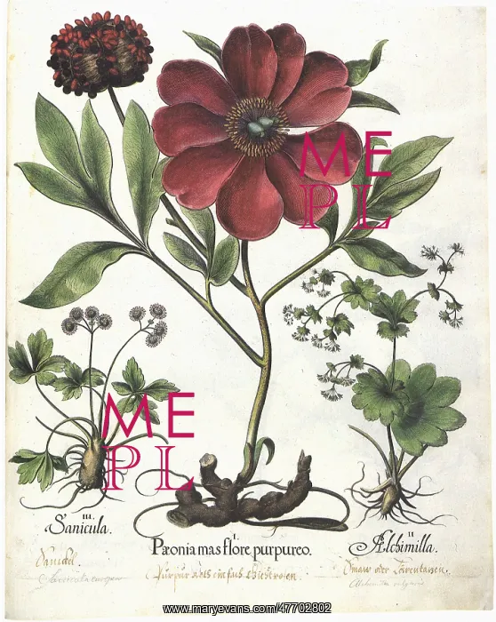 : Blooming Plants : Blooming Plants