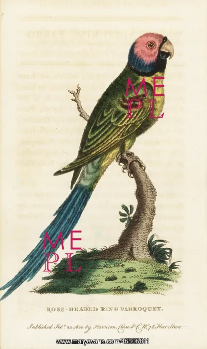 : Blossom-headed parakeet, Psittacula roseata : Blossom-headed parakeet, Psittacula roseata