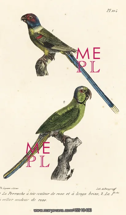 : Blossom-headed parakeet and rose-ringed parakeet : Blossom-headed parakeet and rose-ringed parakeet