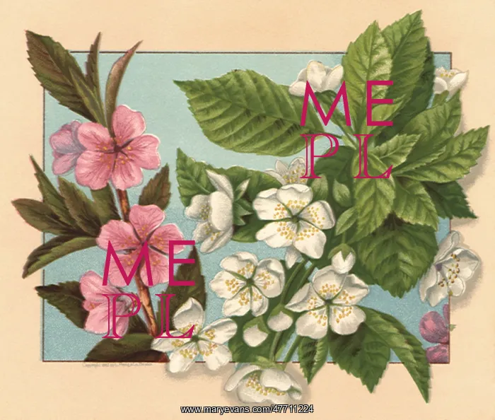  : Blossoming Cherry