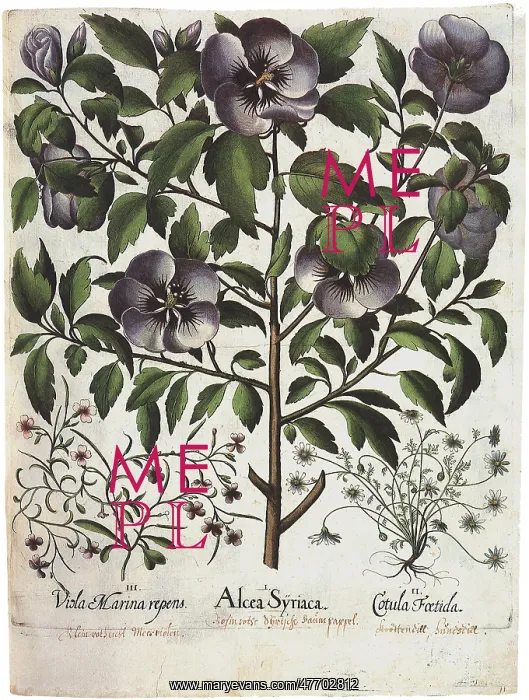 : Blossoming Plants : Blossoming Plants