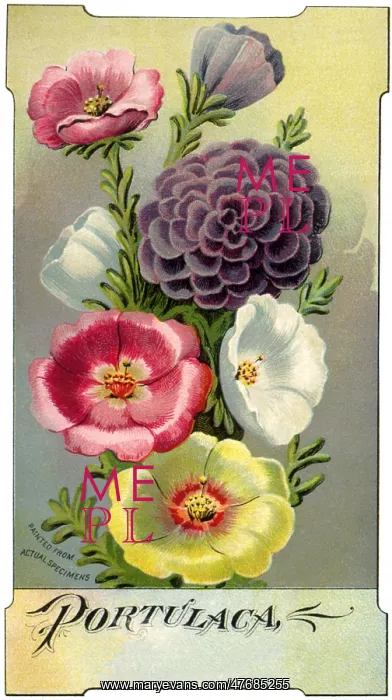  : Blossoms