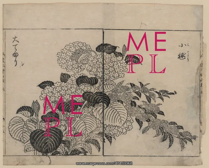 : Blossoms from two kinds of hydrangea : Blossoms from two kinds of hydrangea