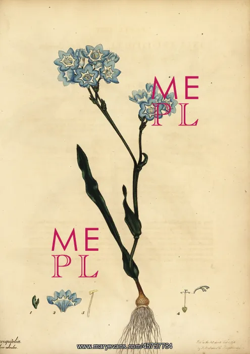 : Bloucabong, Lapeirousia corymbosa : Bloucabong, Lapeirousia corymbosa