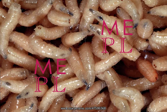 : Blowfly larvae : Blowfly larvae