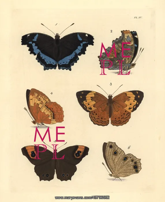 : Blue admiral, rustic and evening brown butterflies : Blue admiral, rustic and evening brown butterflies