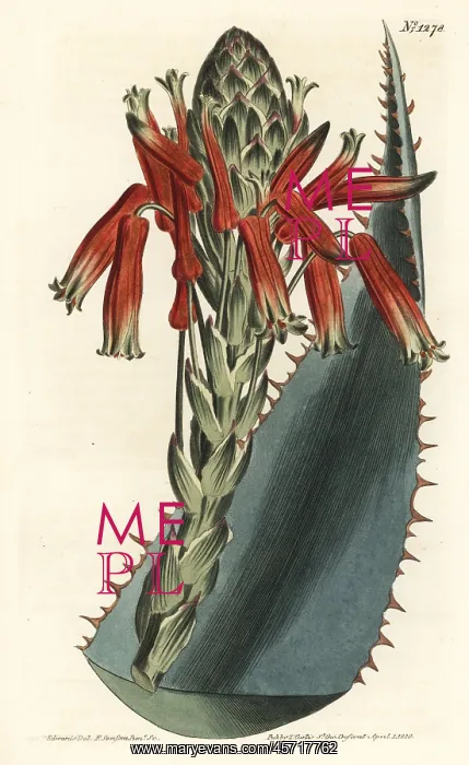 : Blue aloe, Aloe glauca : Blue aloe, Aloe glauca