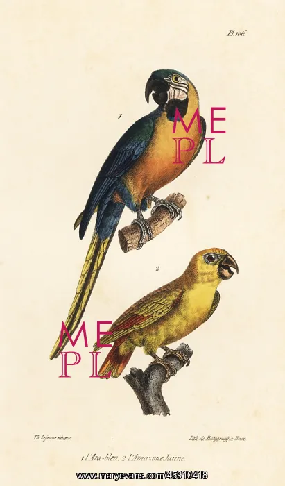 : Blue-and-yellow macaw and yellow-headed amazon : Blue-and-yellow macaw and yellow-headed amazon