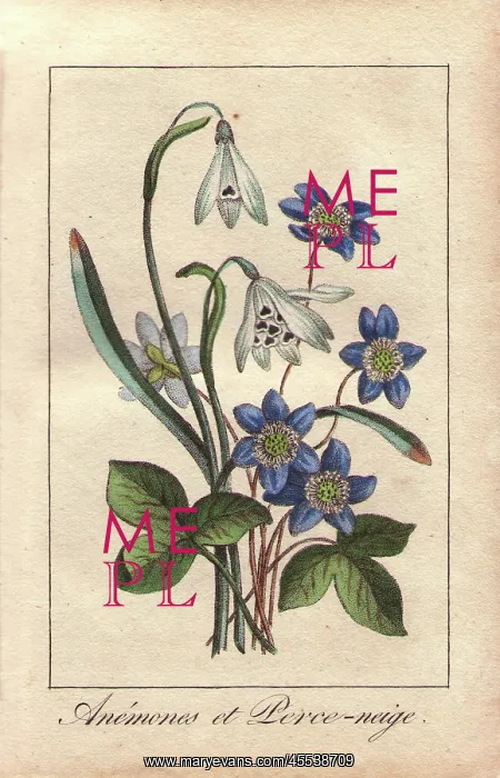 : Blue anemones and white snowdrops, Anemone : Blue anemones and white snowdrops, Anemone