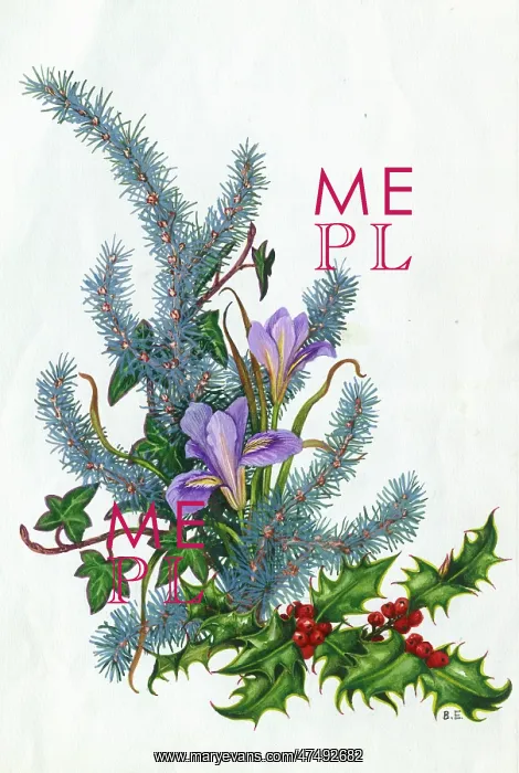  : Blue Atlantic Cedar, Winter Iris, Holly and Ivy