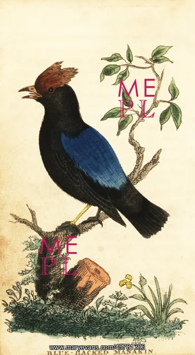 : Blue-backed manakin, Chiroxiphia pareola : Blue-backed manakin, Chiroxiphia pareola