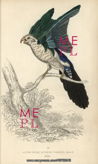 : Blue backed parrot, Tanygnathus sumatranus : Blue backed parrot, Tanygnathus sumatranus