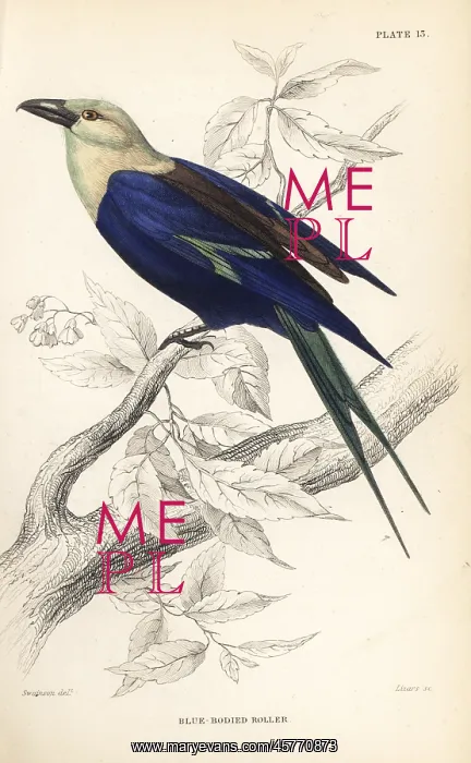 : Blue-bellied roller, Coracias cyanogaster : Blue-bellied roller, Coracias cyanogaster