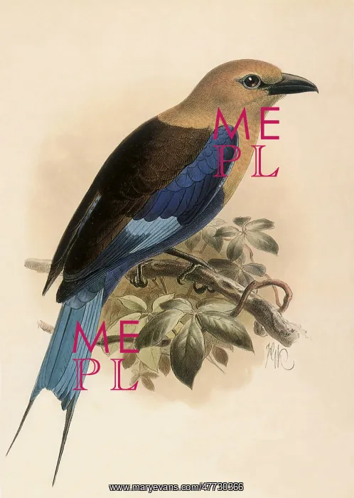 : Blue-bellied Roller, Coracias cyanogaster : Blue-bellied Roller, Coracias cyanogaster
