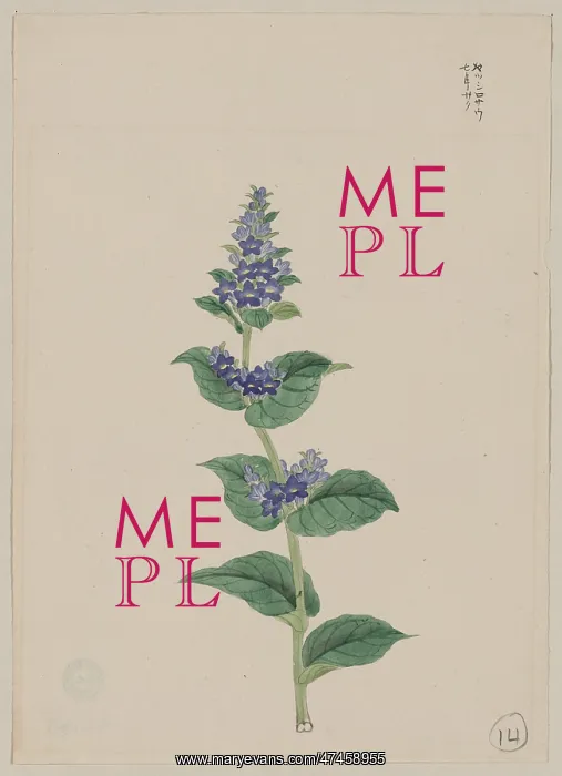 : Blue blossoms on stalk with leaves : Blue blossoms on stalk with leaves