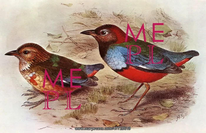  : Blue-breasted Pitta, Pitta mackloti