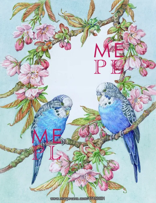  : Two Blue Budgerigars on Pink Flowering Cherry
