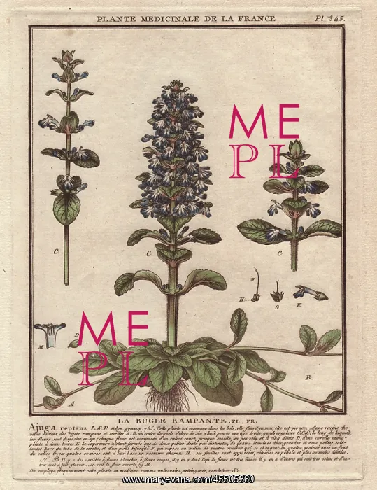 : Blue bugle, Bugleherb, Bugleweed, Carpetweed : Blue bugle, Bugleherb, Bugleweed, Carpetweed
